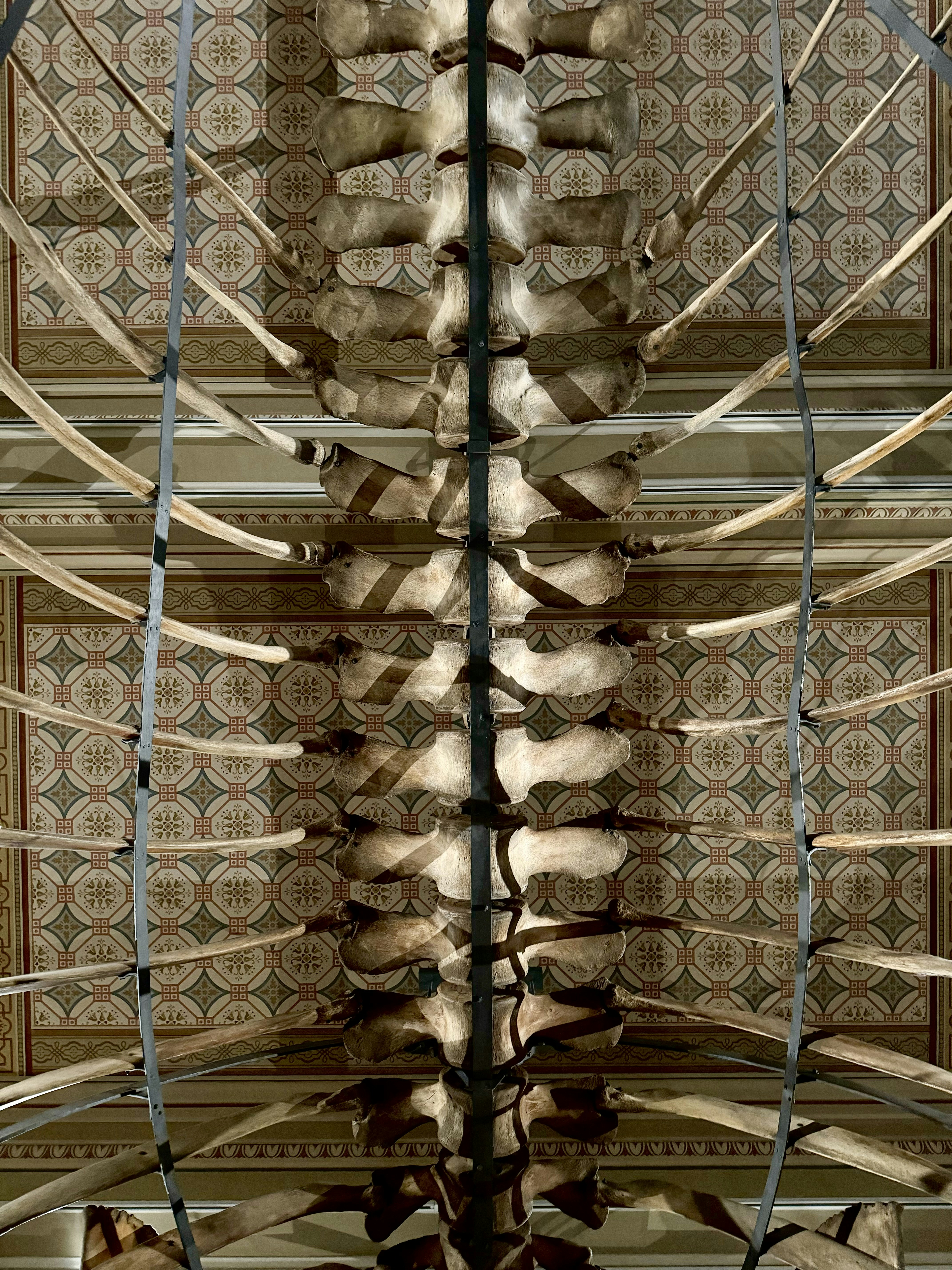 a picture of a skeleton in a room