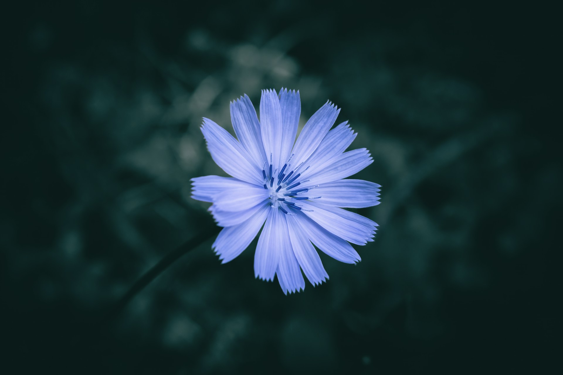 a blue flower with a black background