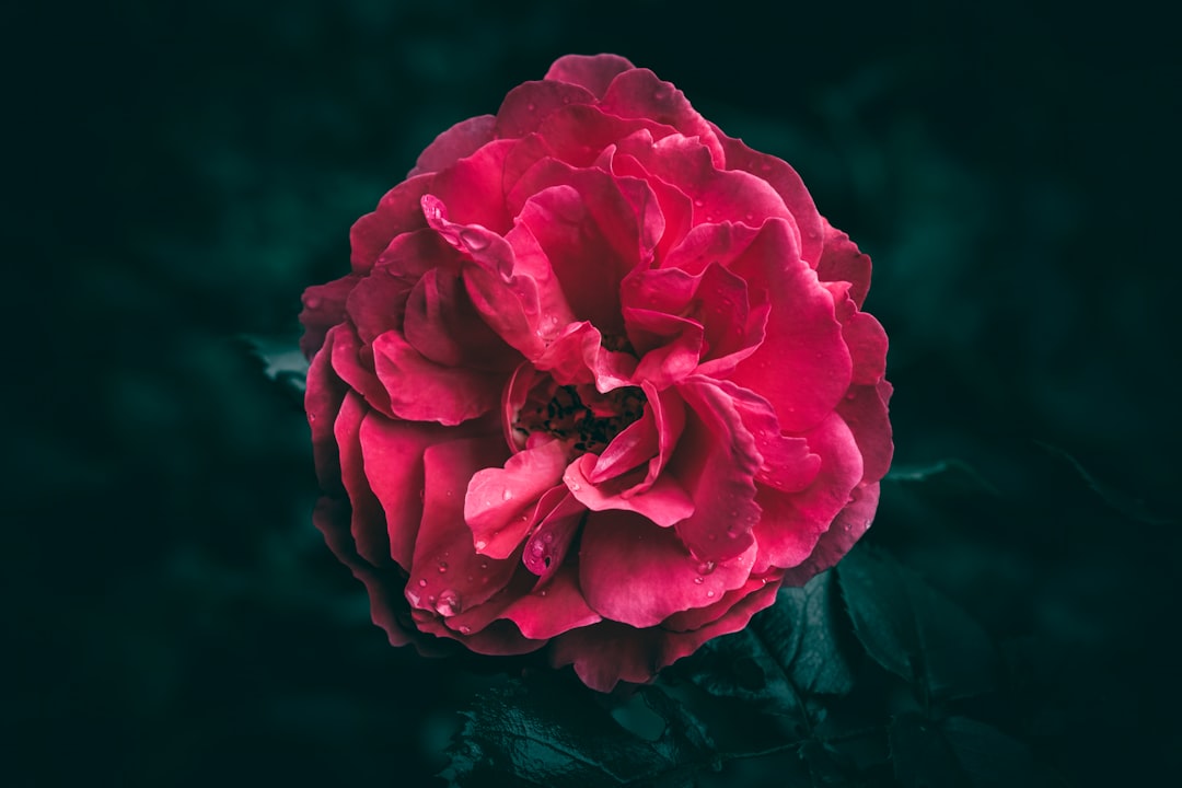 A close up of a bright red and pink rose with rain drops