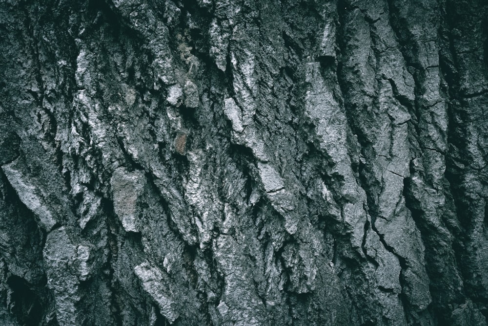 a close up of a tree bark