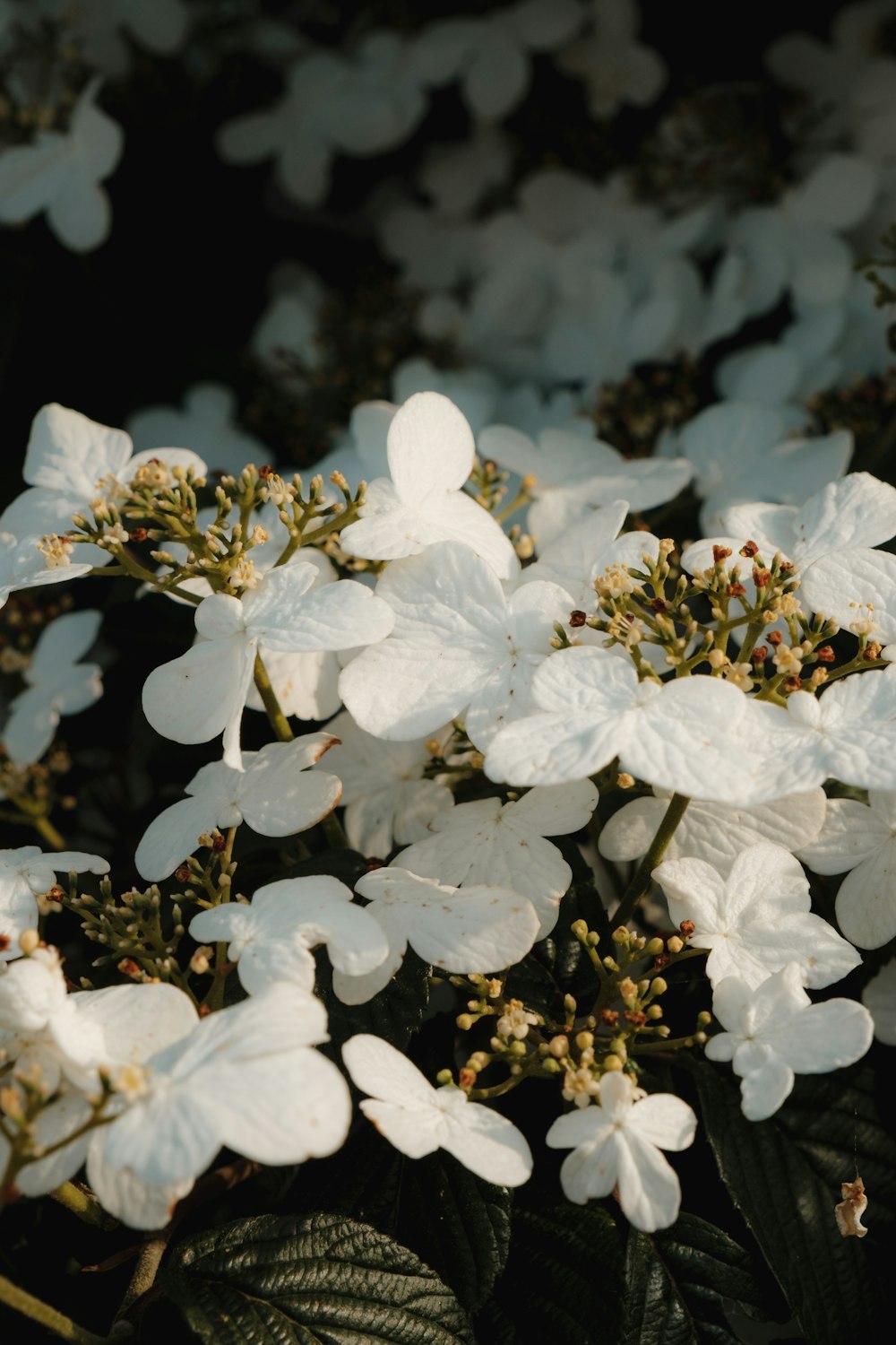 un ramo de flores blancas con hojas verdes