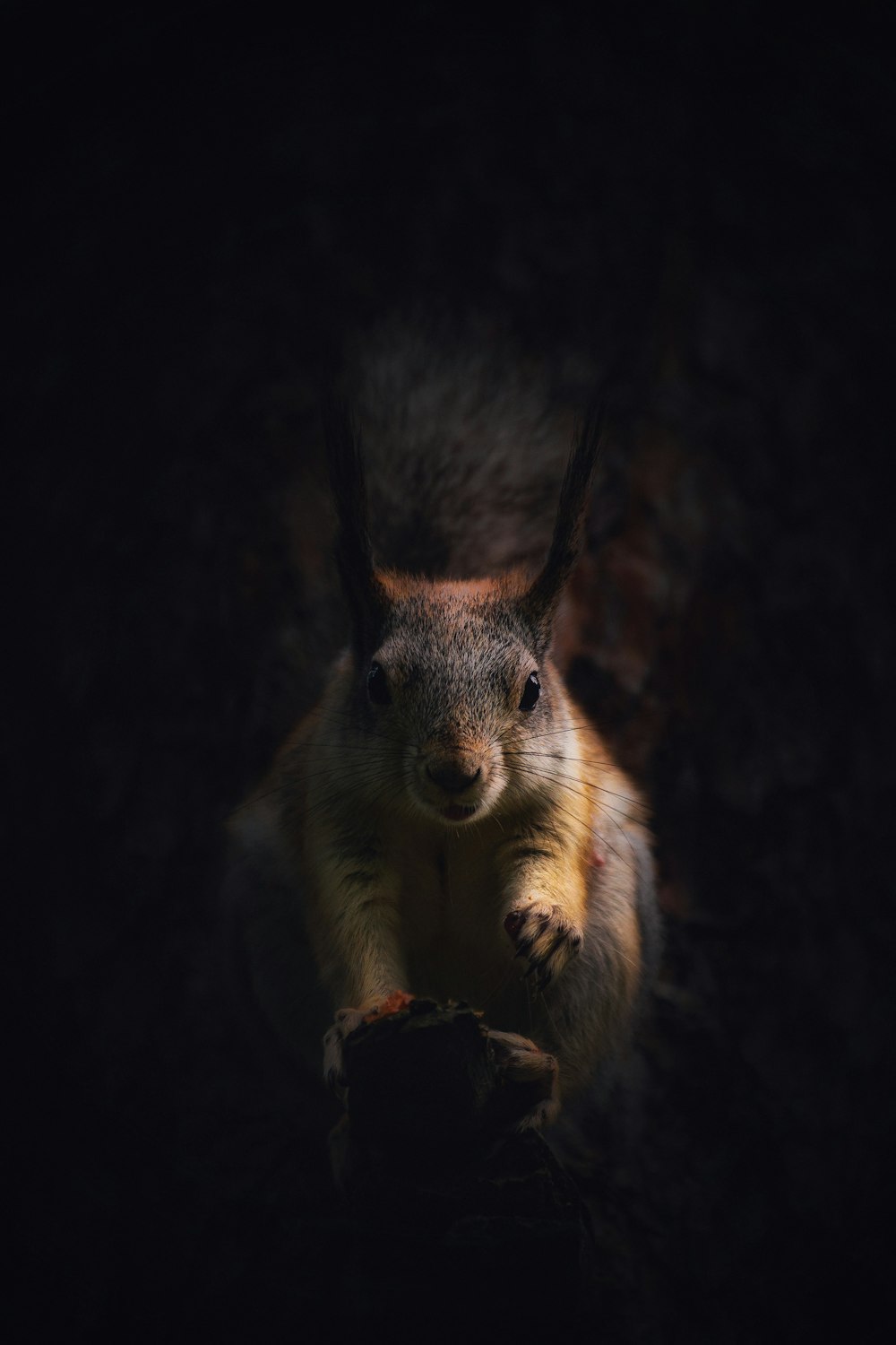 a squirrel sitting on top of a tree trunk