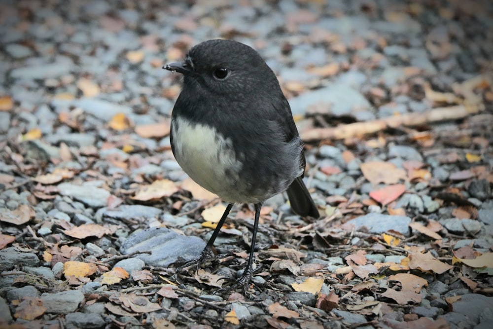 a small bird standing on a bed of leaves