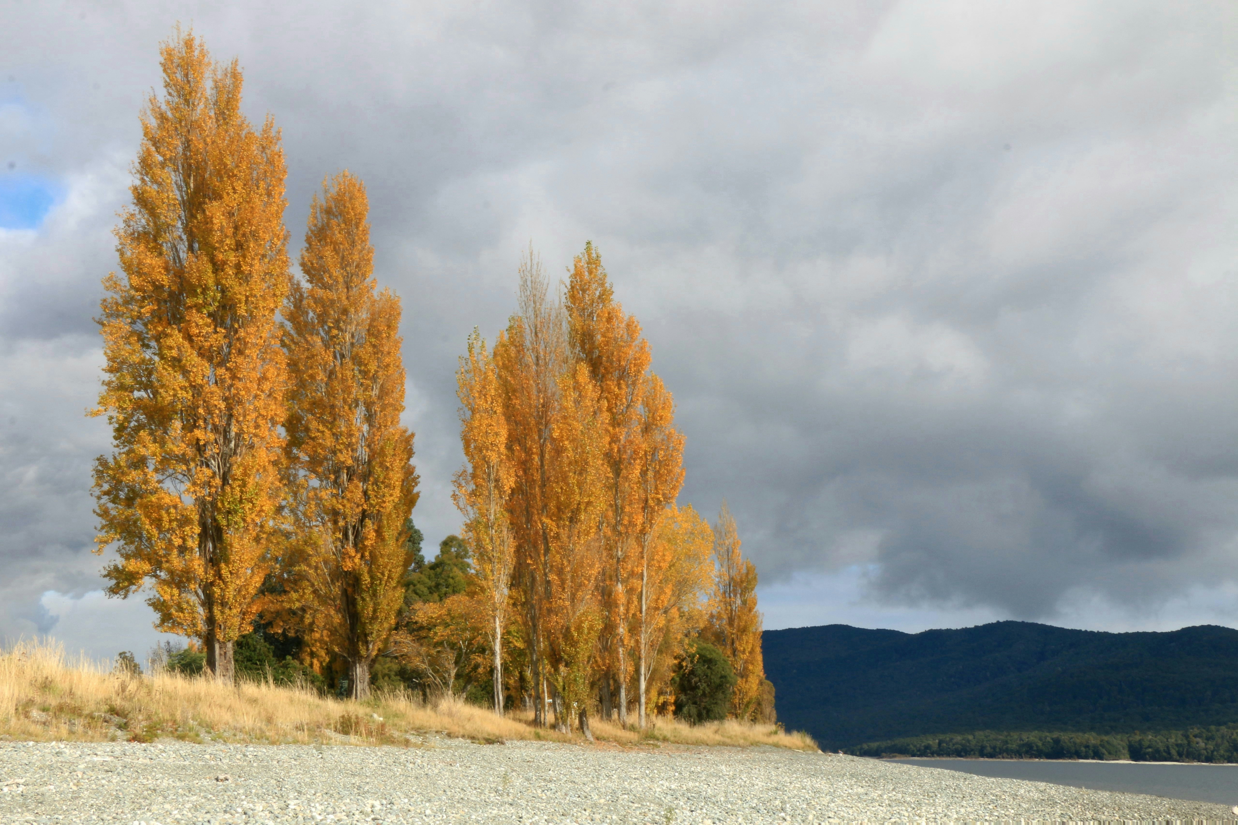 a group of trees that are next to a body of water
