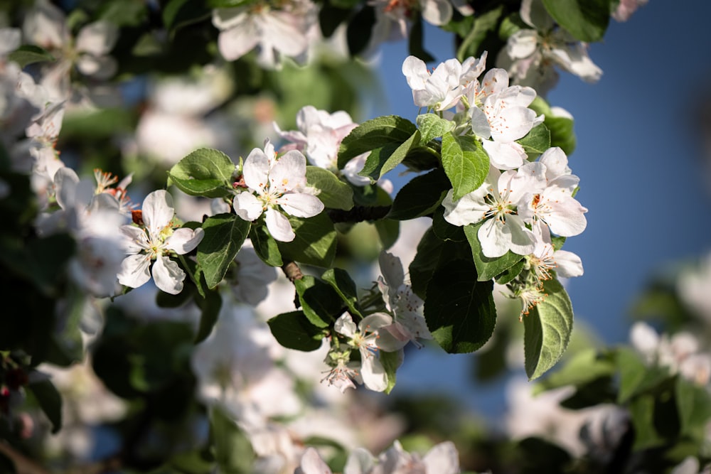 uma árvore com flores brancas e folhas verdes