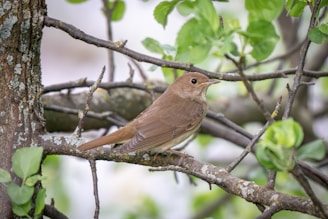 The Nightingale