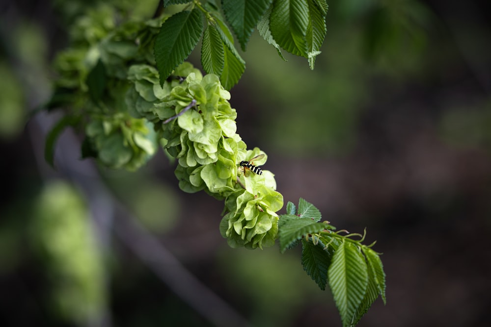 a branch with green leaves and a bee on it