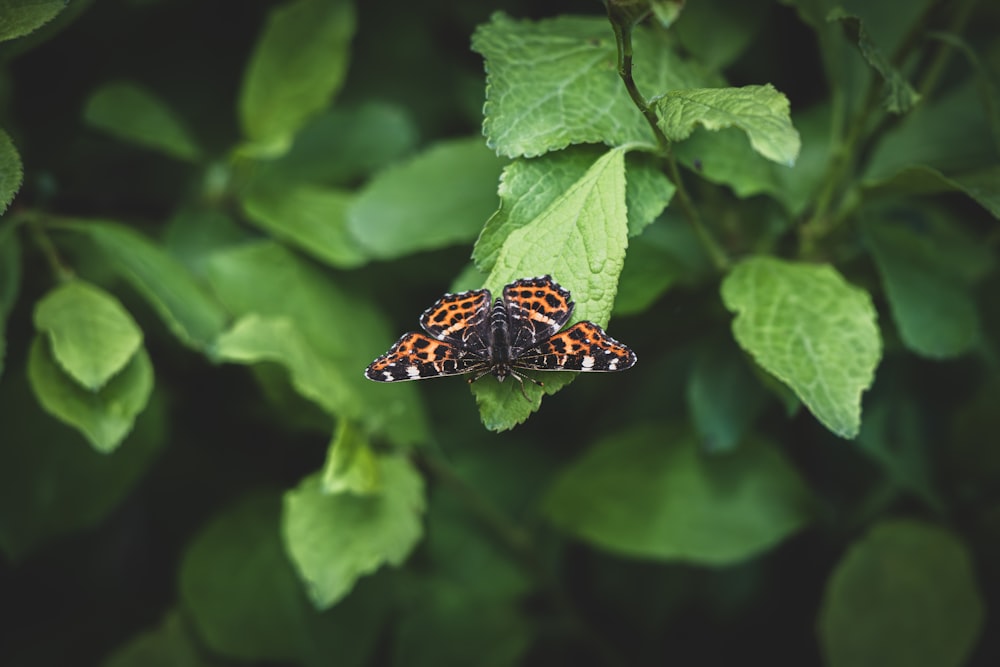 two butterflies sitting on top of green leaves
