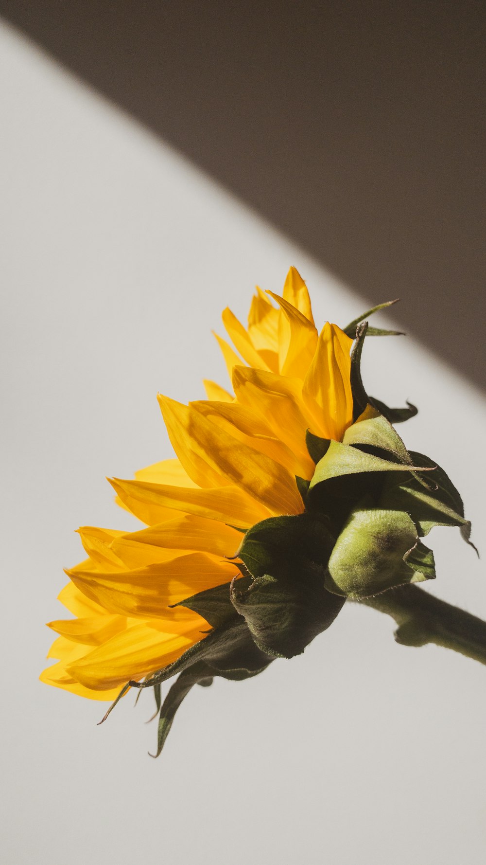 a sunflower is shown in the shadow of a wall