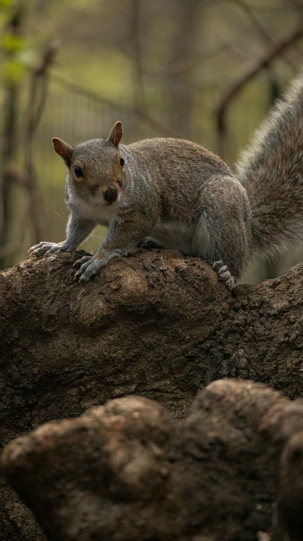 a squirrel standing on top of a large rock