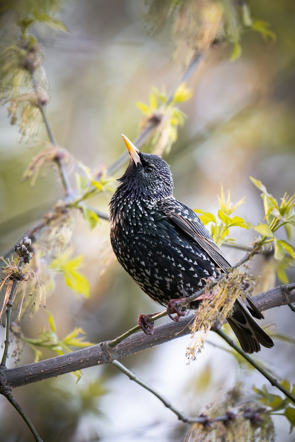 a black bird sitting on top of a tree branch