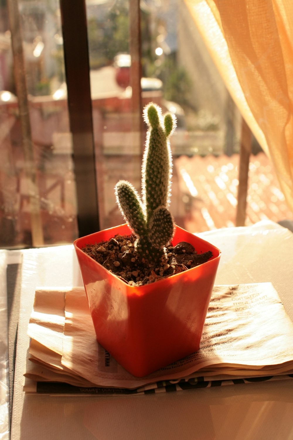 a small cactus in a red pot on a table