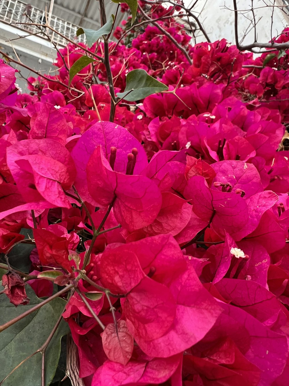 um ramo de flores cor-de-rosa que estão em um vaso