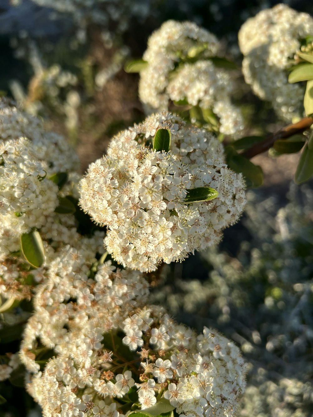 a bunch of white flowers that are on a tree