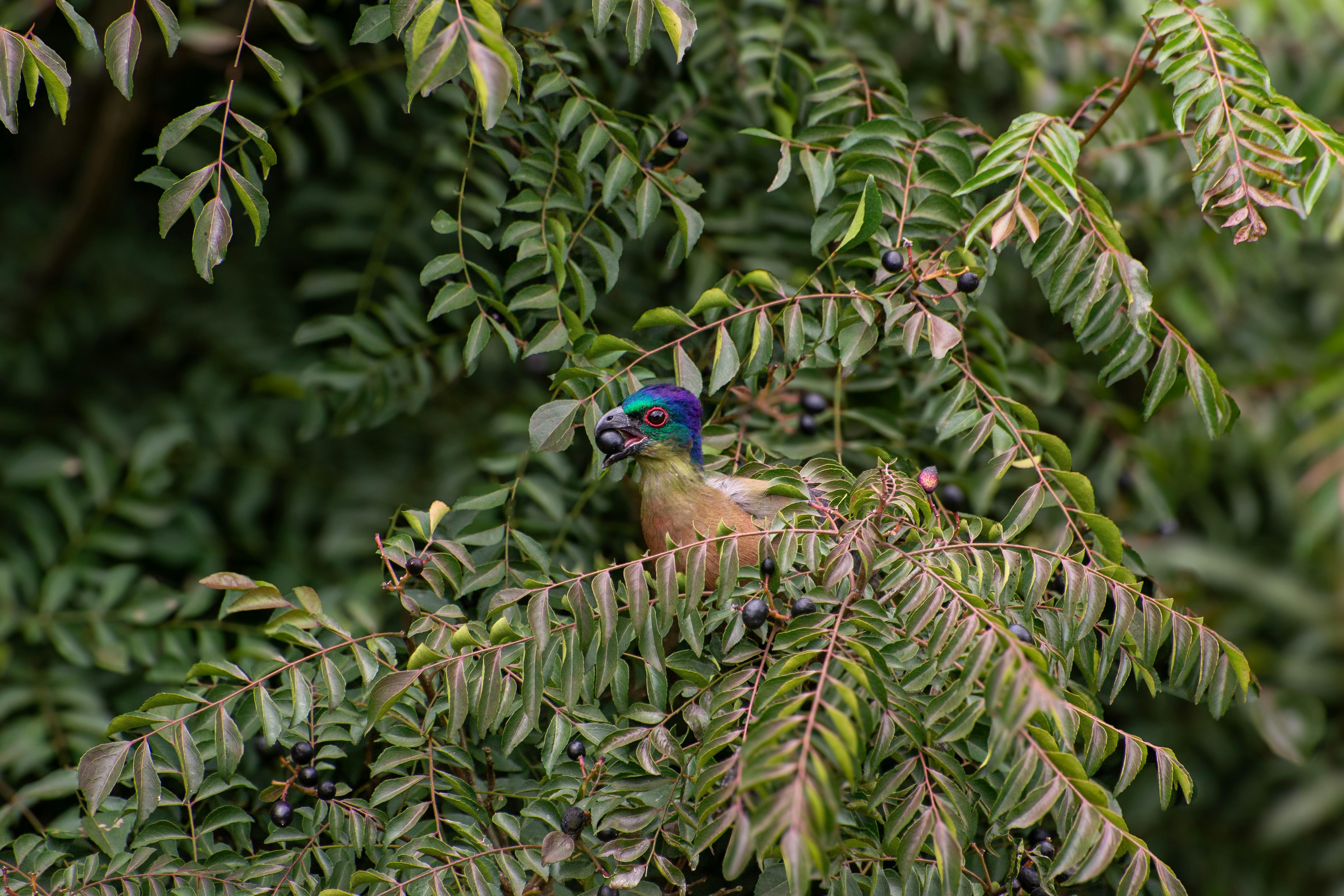 a colorful bird sitting on top of a tree branch
