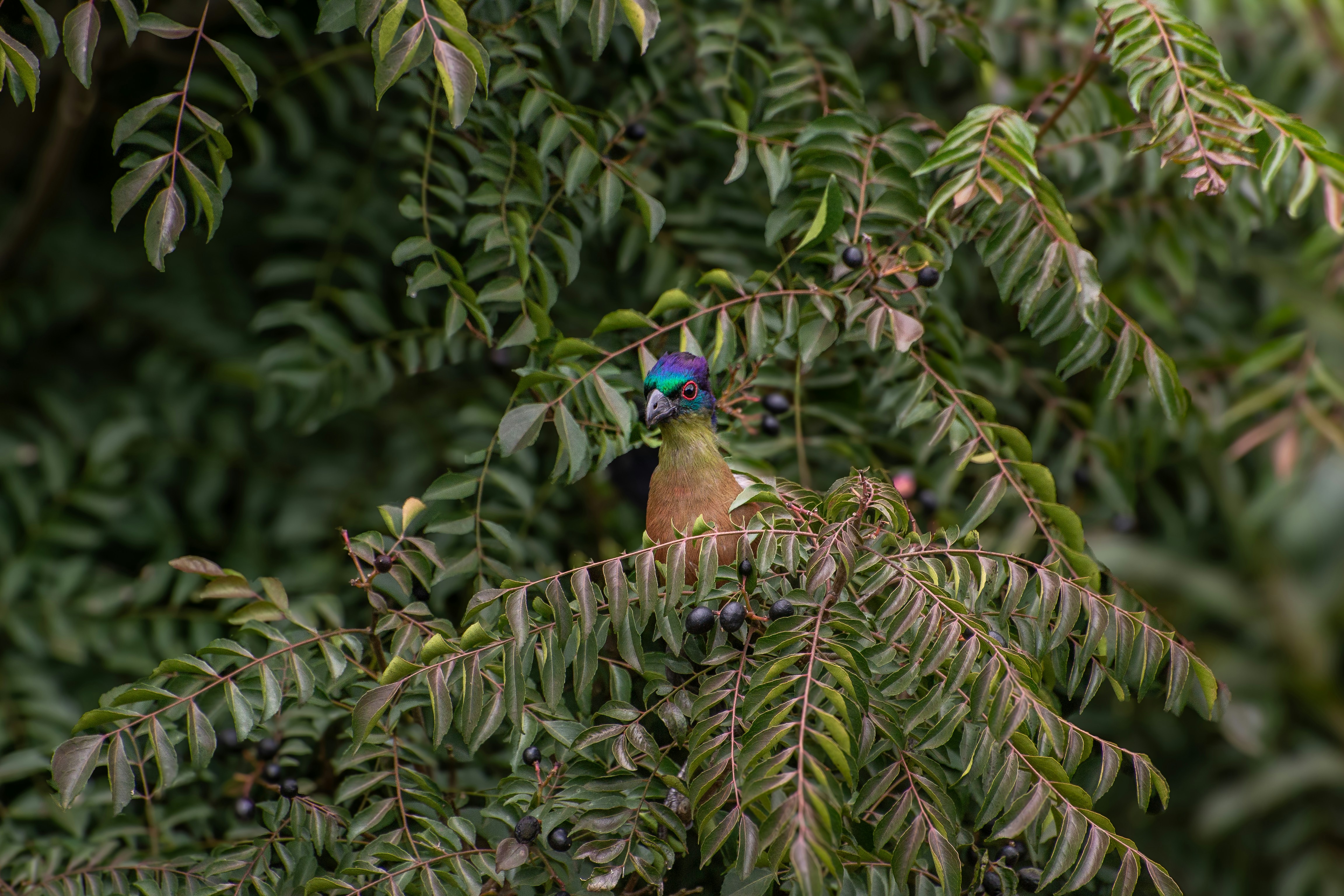 a colorful bird perched on top of a tree