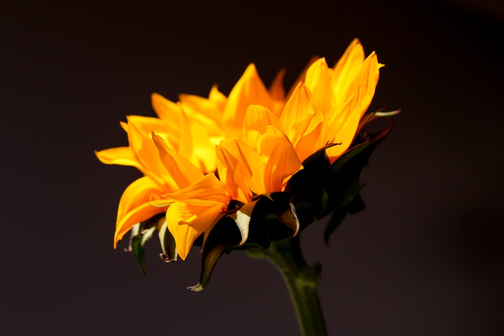 a close up of a yellow flower with a dark background