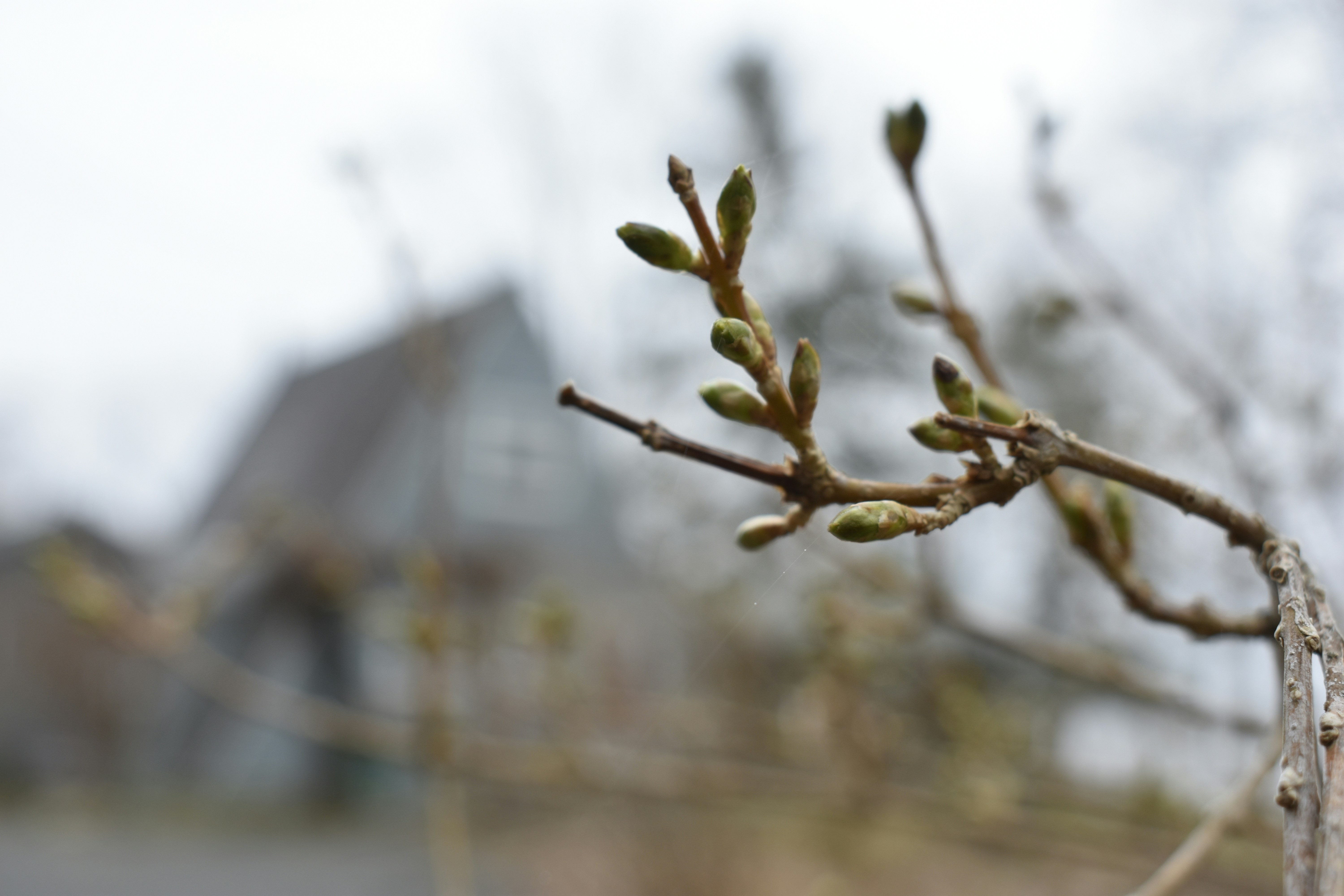 Photo by contracrostipunctus