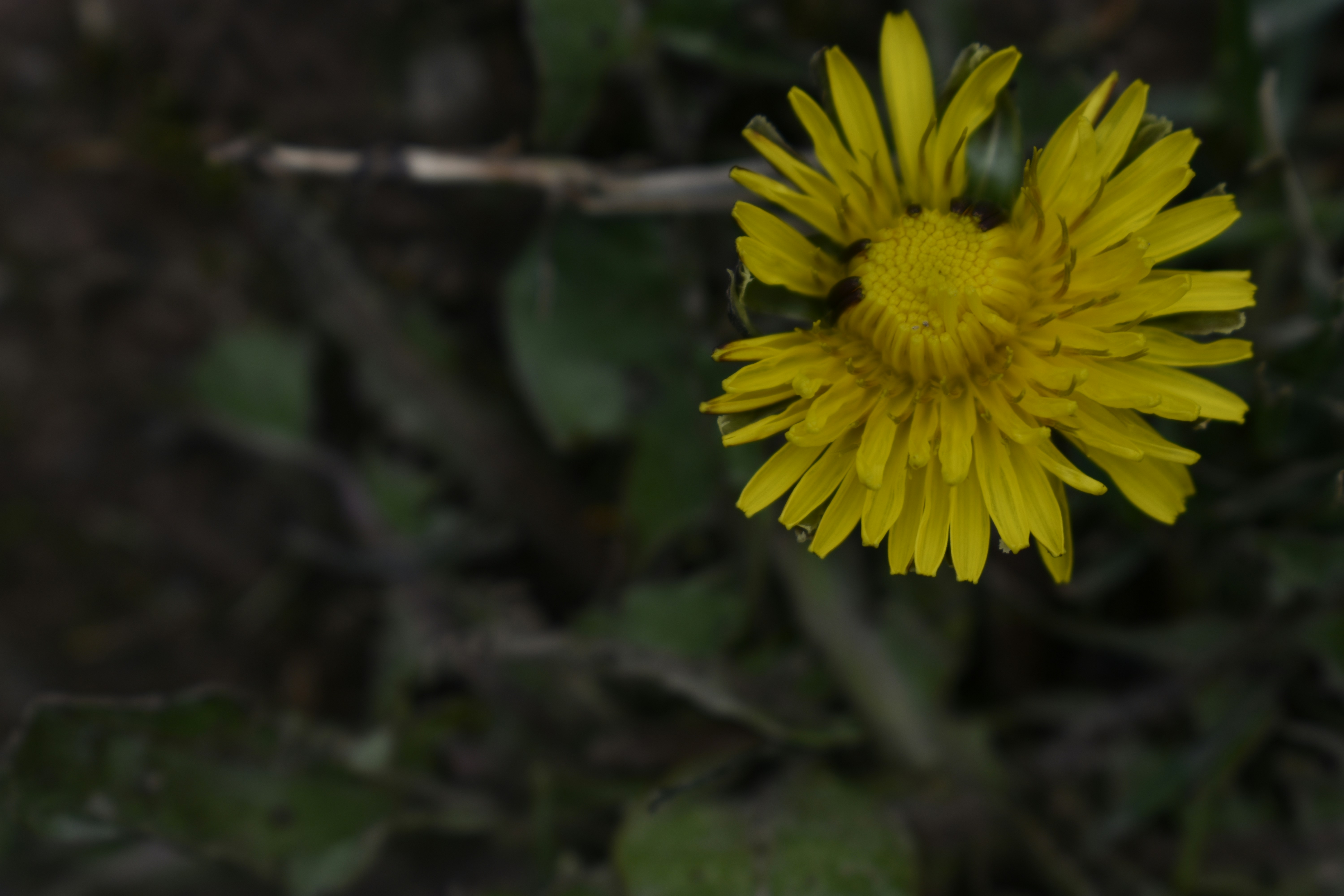 Photo by contracrostipunctus