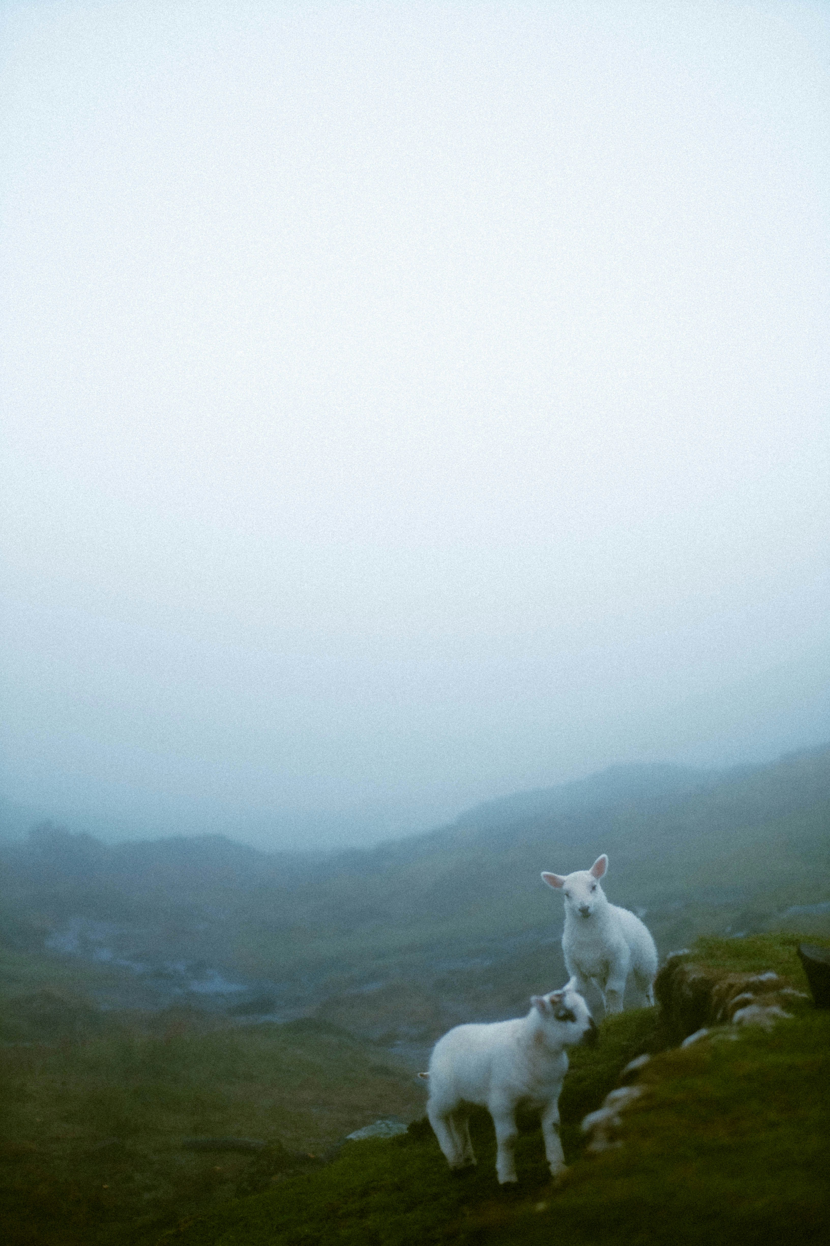a couple of sheep standing on top of a lush green hillside