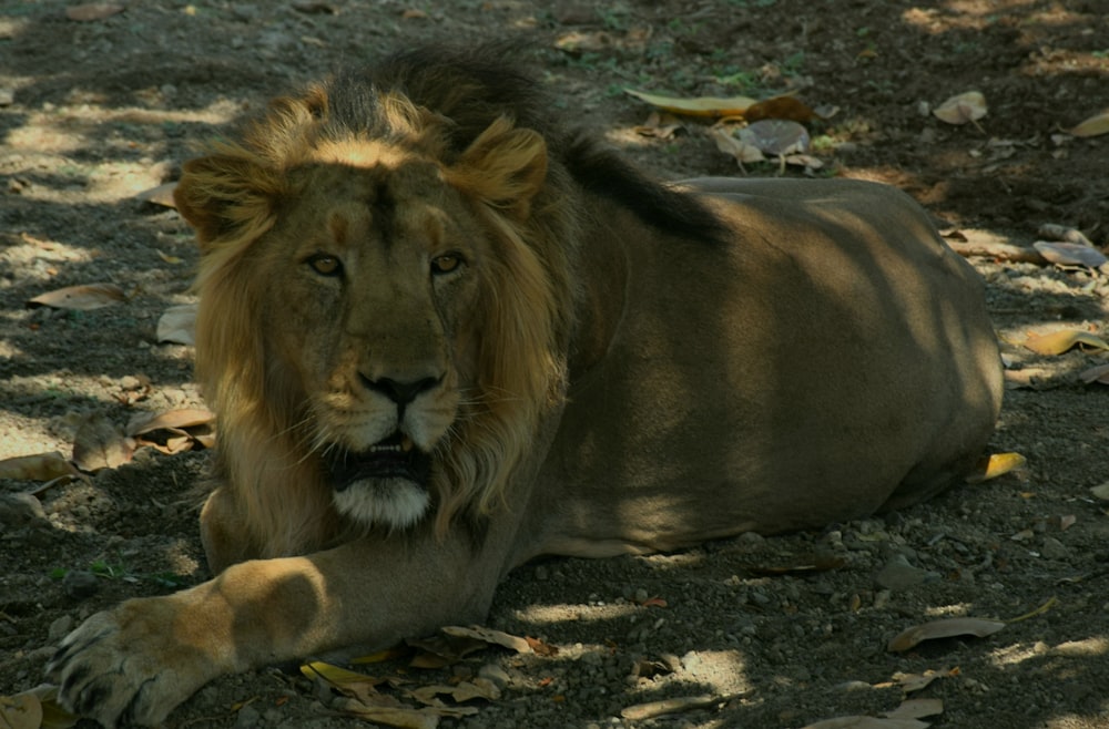 a lion laying on the ground in the shade