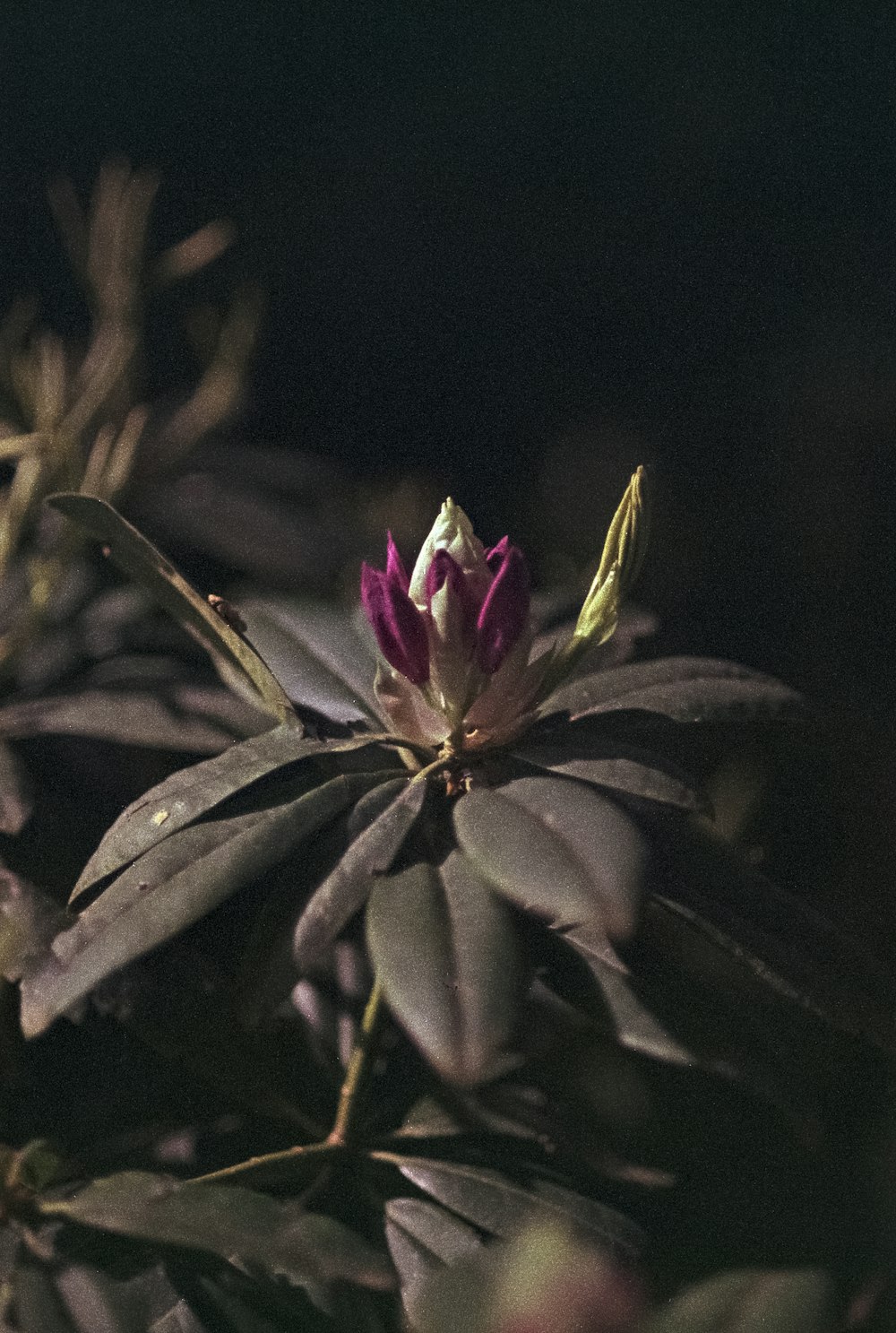 a small purple flower with green leaves in the background