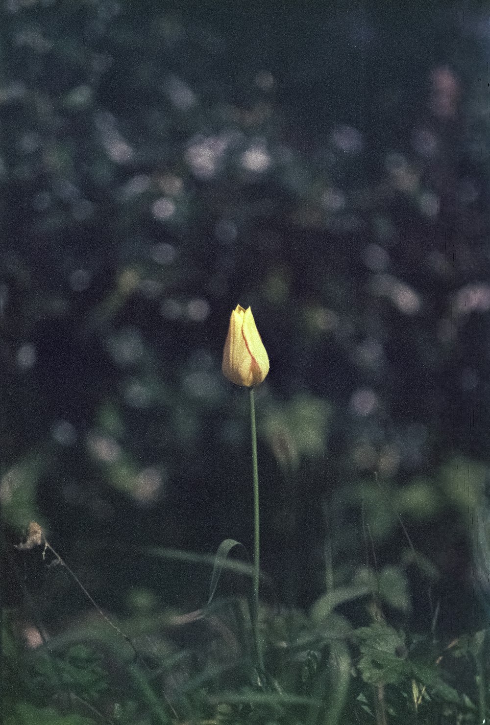 a single yellow flower in a grassy area