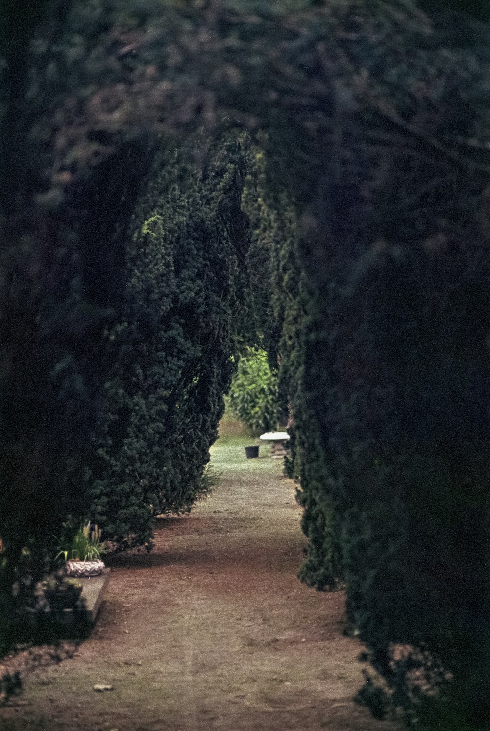 a view of a path through some trees