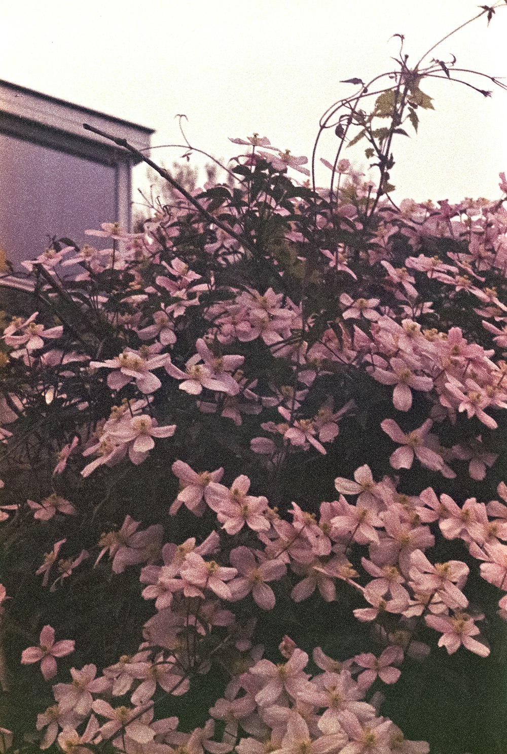 a bunch of flowers that are in a pot