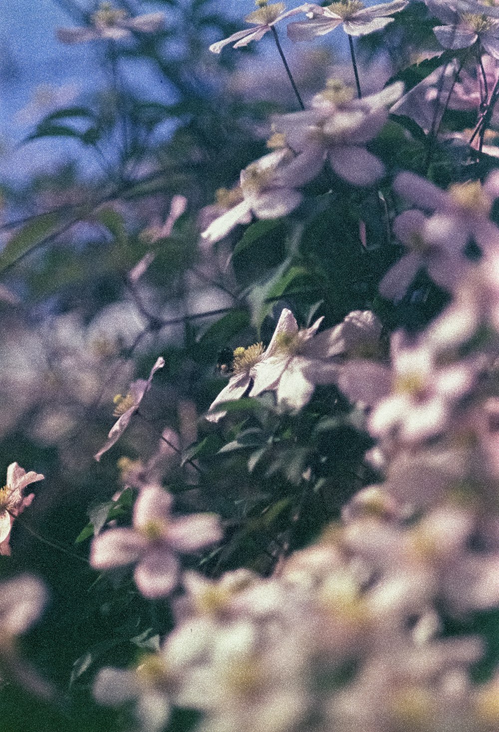 a bunch of flowers that are in the grass