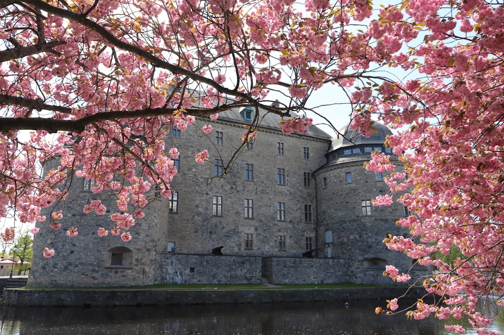 un grande castello con un fossato sotto un ciliegio in fiore