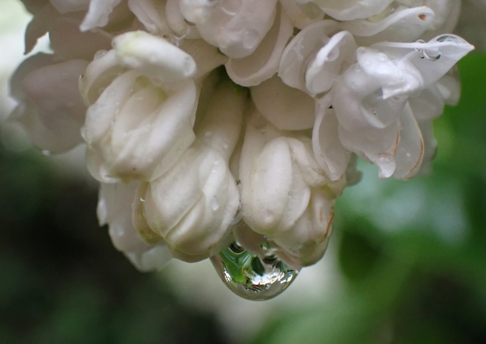 a drop of water hanging from a white flower