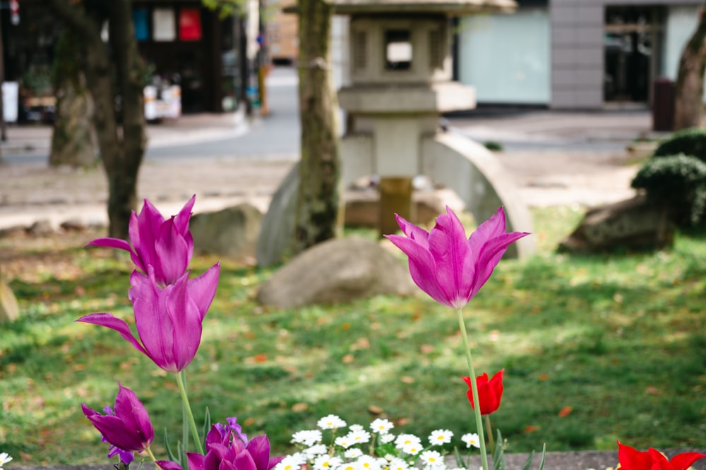 purple and red flowers are in a garden