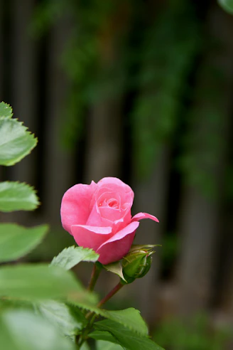 a pink rose is blooming in a garden