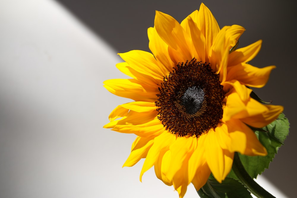 a sunflower with a bee on it in a vase