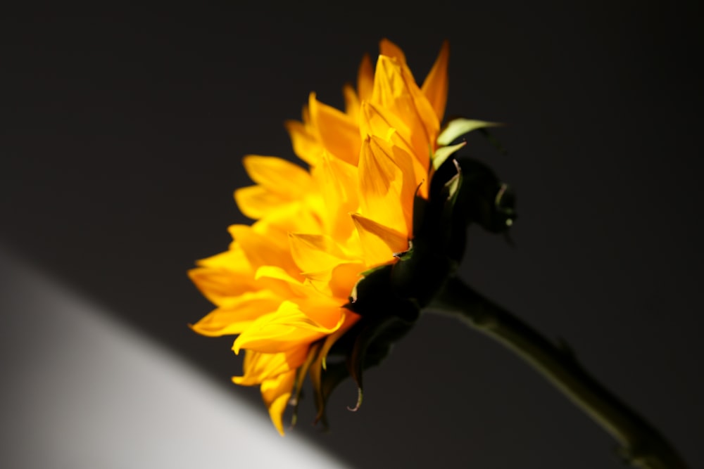 a single sunflower in a dark room