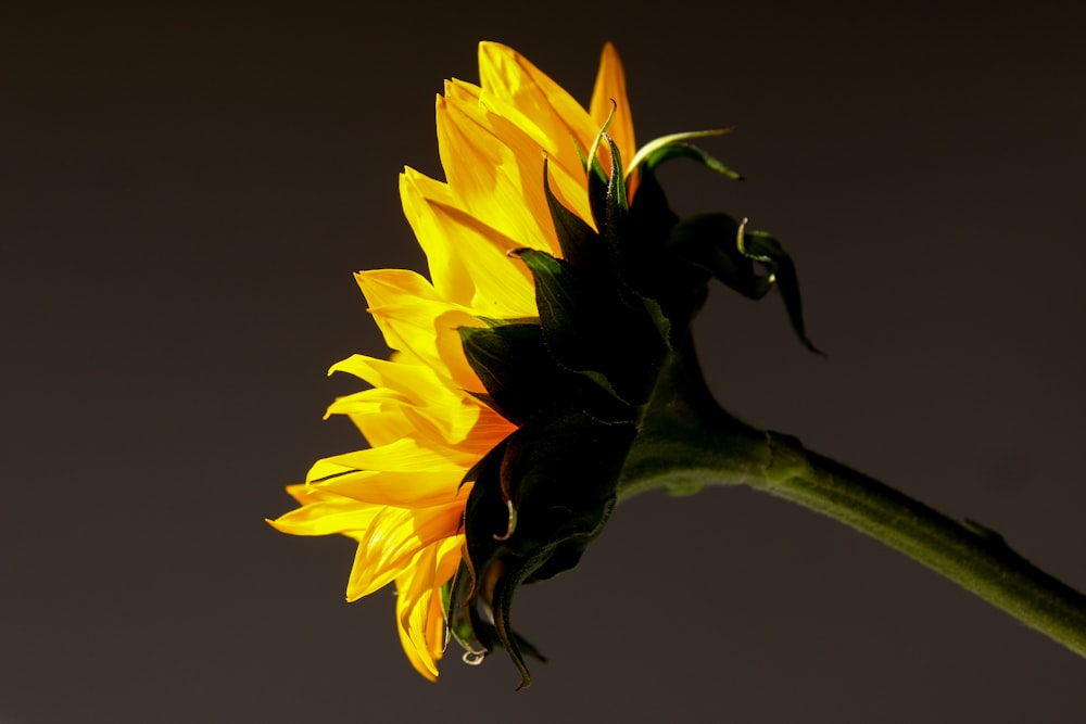 a single sunflower with a dark background