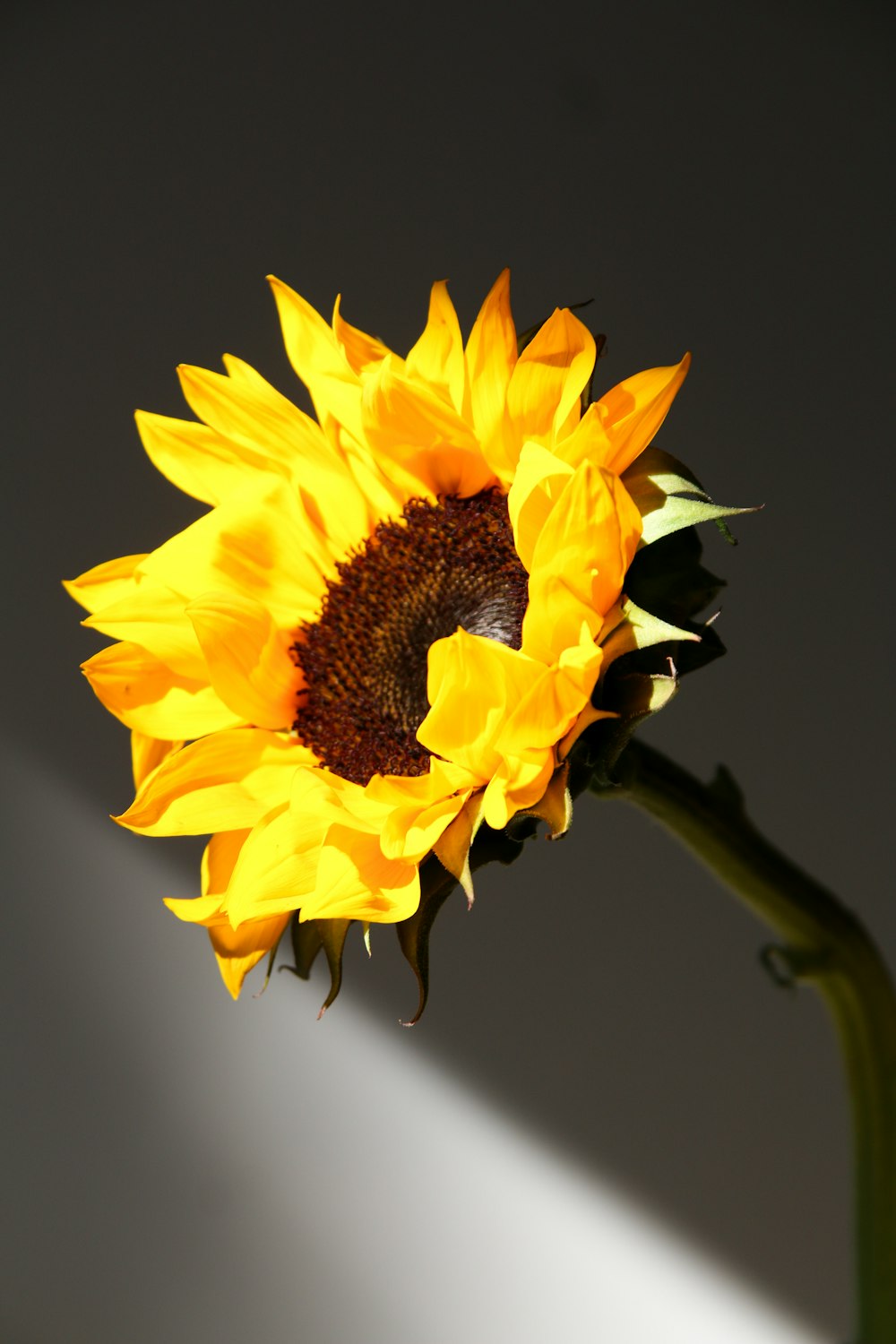 a large sunflower in a white vase