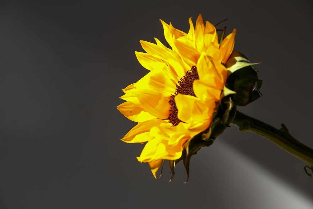 a yellow sunflower with a dark background