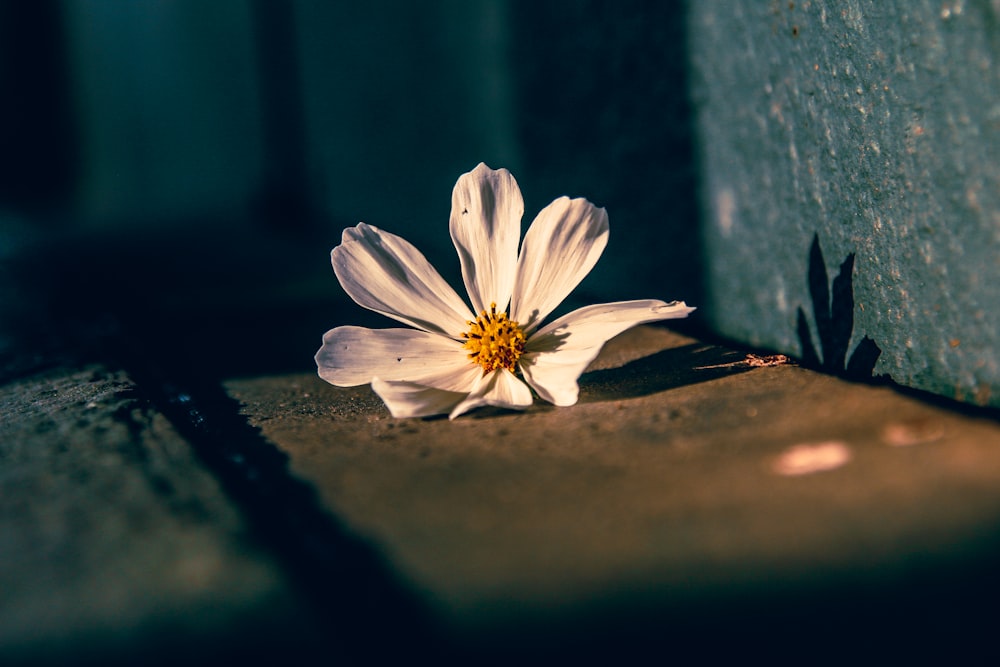 a single white flower sitting on the ground