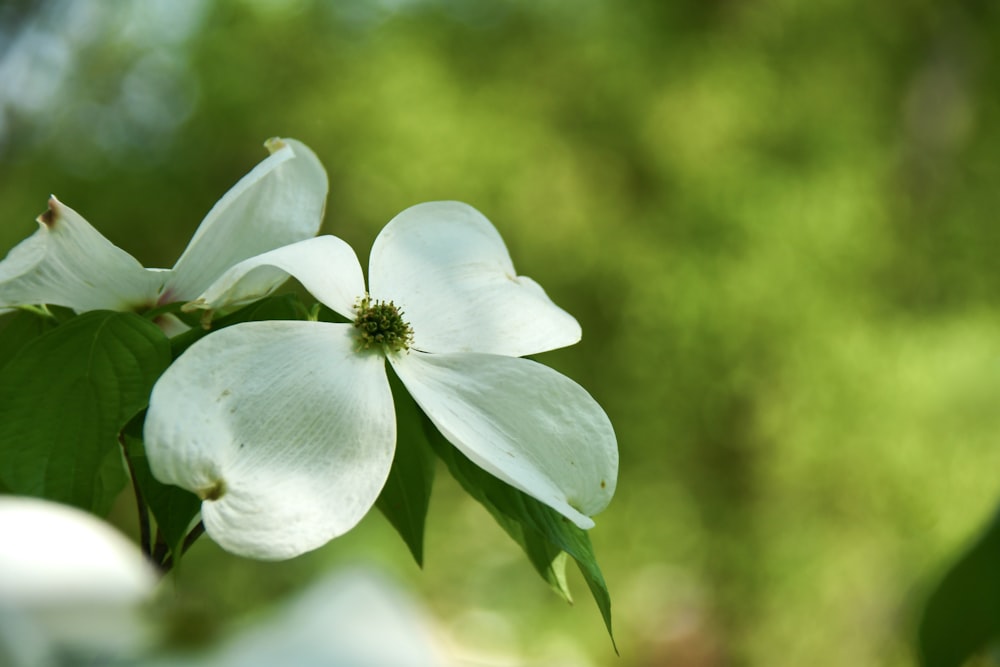 木に咲く白い花の接写