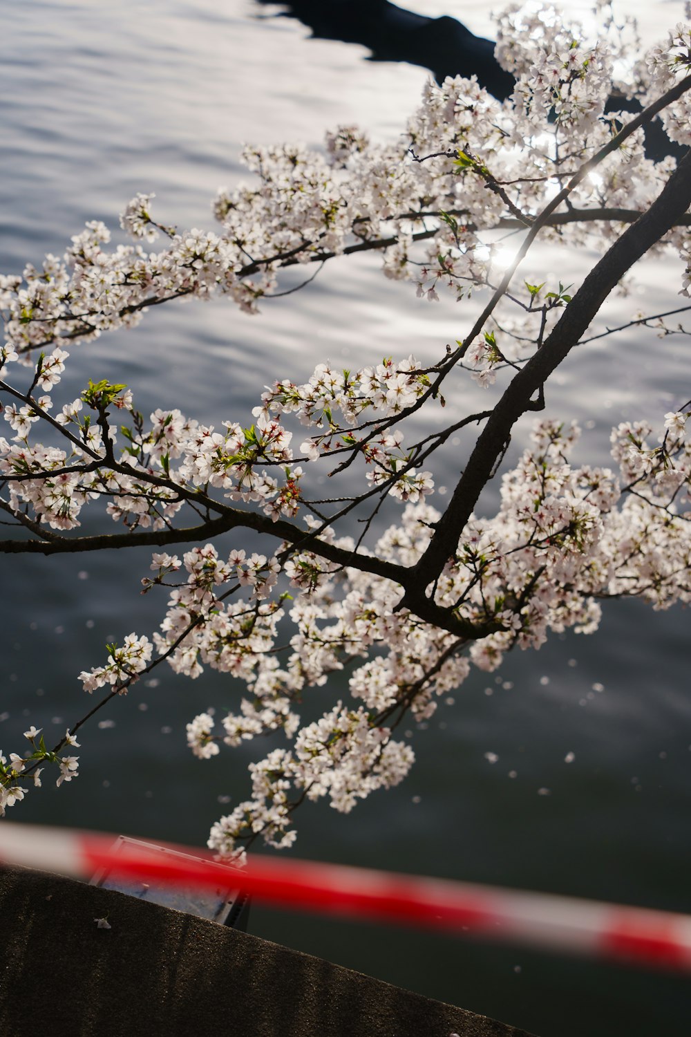 a branch of a tree with white flowers in front of a body of water