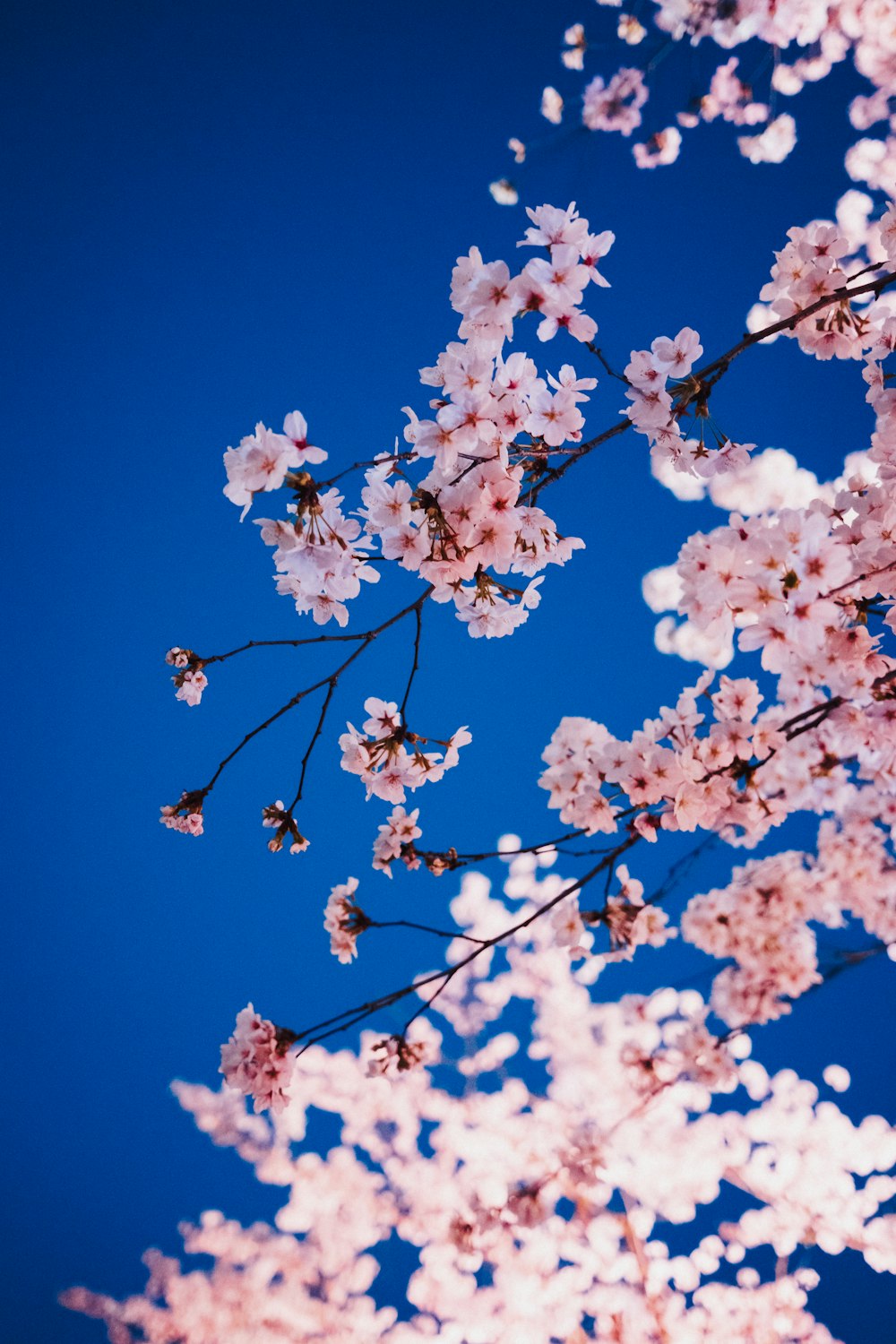 a tree with lots of pink flowers in front of a blue sky