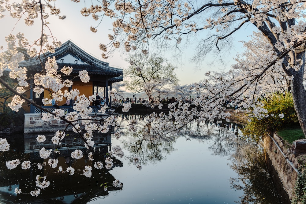 a beautiful view of a pond with cherry blossoms in bloom
