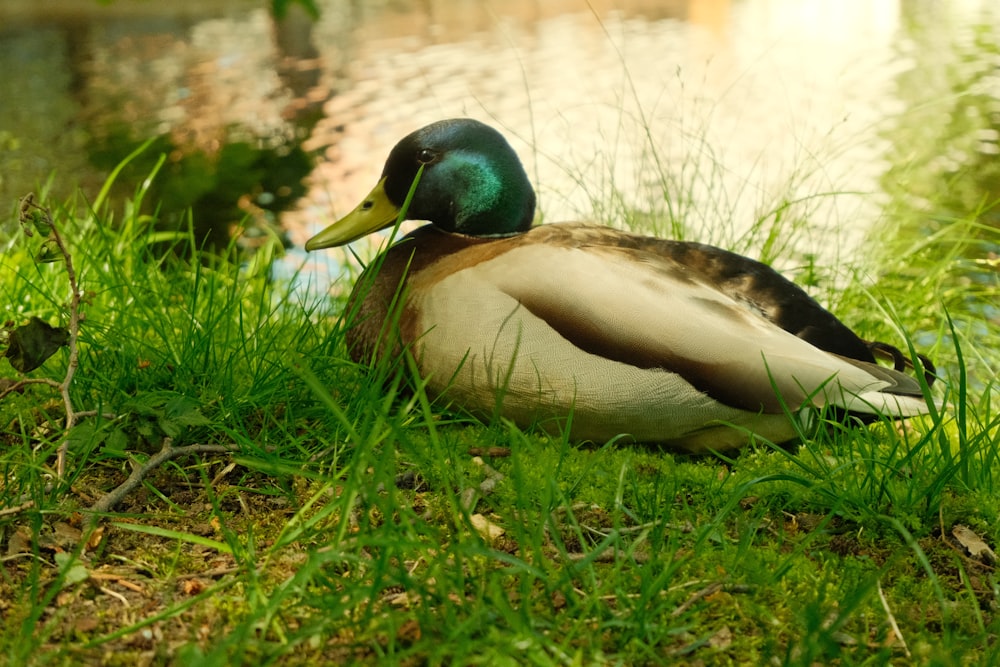 un pato que está sentado en la hierba