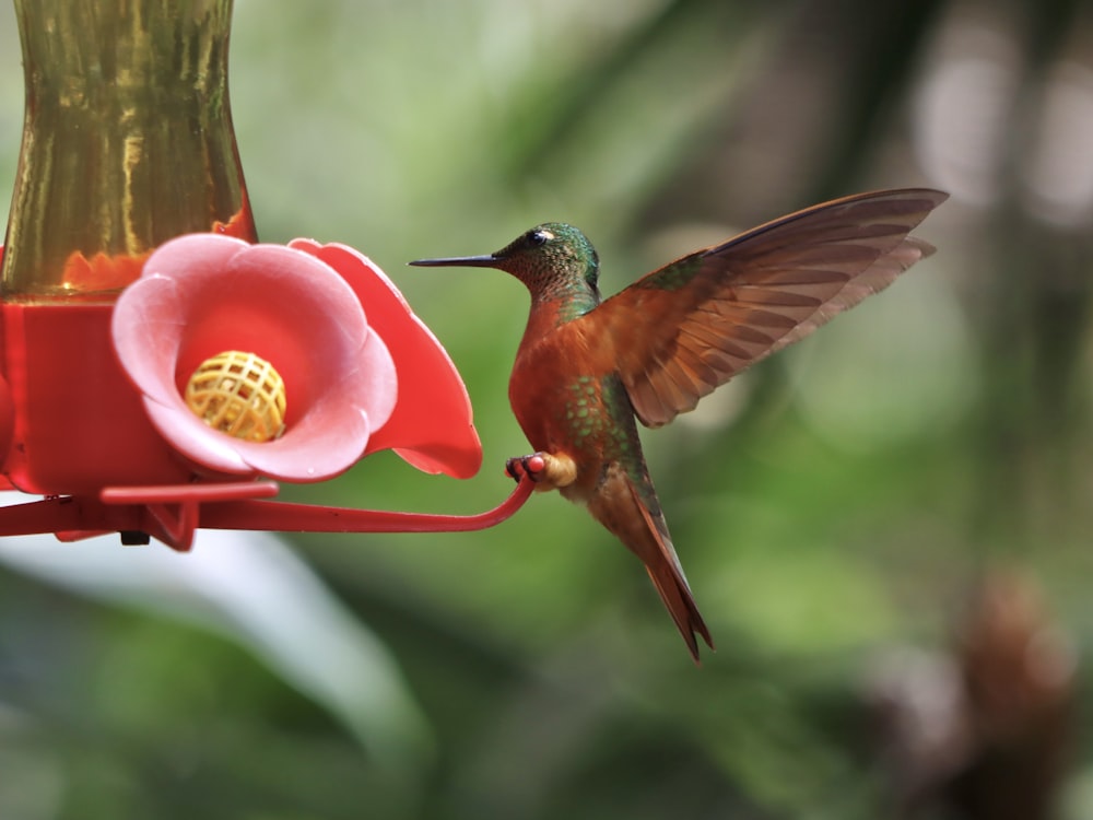a hummingbird is feeding from a hummingbird feeder