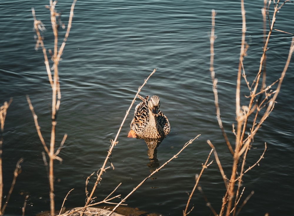 a duck that is standing in some water