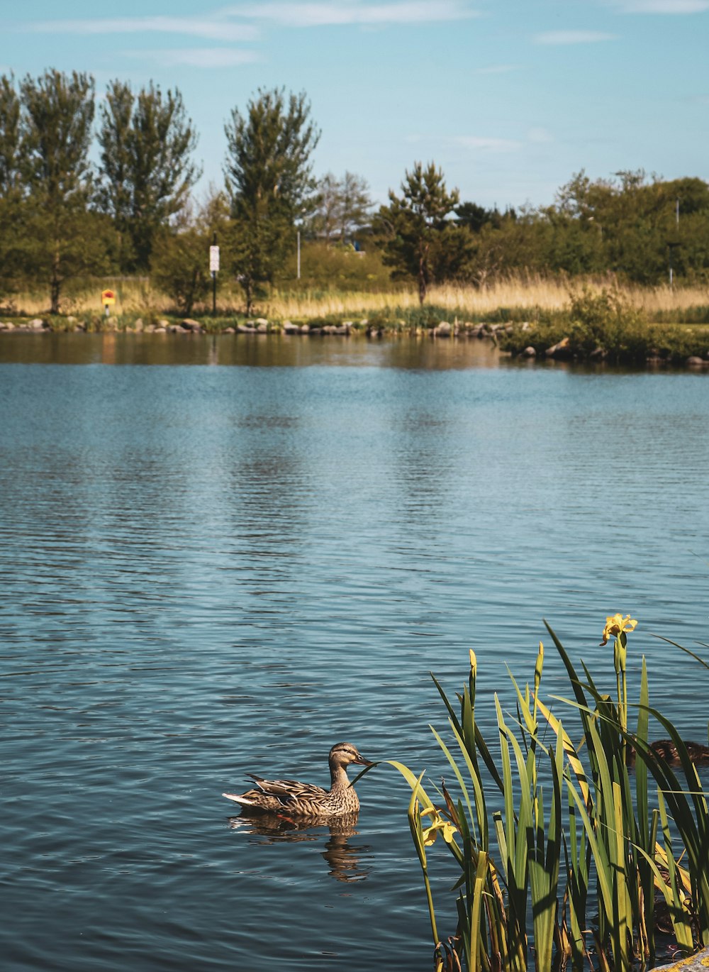 a duck swimming in a lake next to tall grass