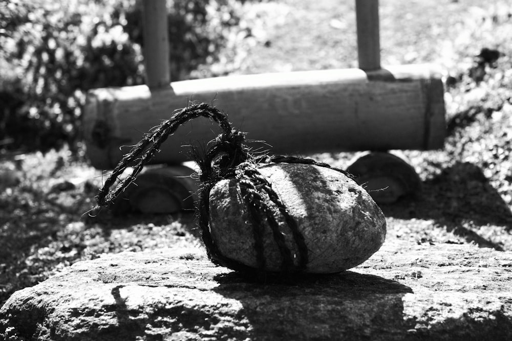 Una foto in bianco e nero di una zucca su una roccia