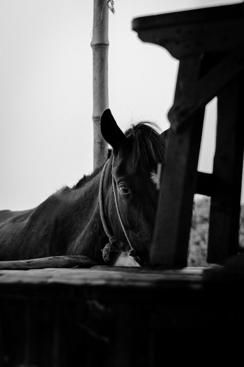 a black and white photo of a horse laying down